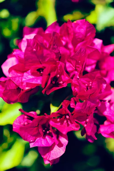 Branch Pink Bougainvillea Note Shallow Depth Field — Stock Photo, Image