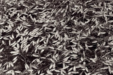 Suyun üzerinde yüzen yapraklar, yüzeysel alan derinliğine dikkat edin