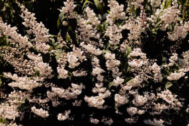 Beyaz Deutzia çiçek açtı, alanın derinliğine dikkat edin.