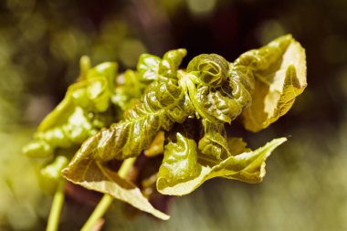 Ağaca sarılmış yeşil yapraklar, alanın sığ derinliğine dikkat edin