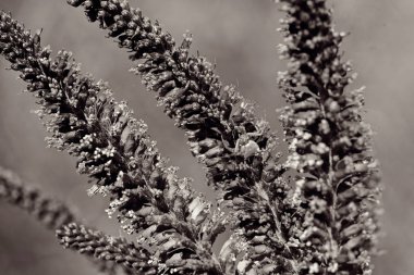 Odak noktasındaki çayırdan gelen çiçek, alanın sığ derinliğine dikkat edin.