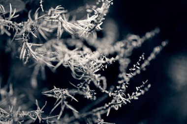 soyut çalılıklar, alanın yüzeysel derinliğine dikkat edin