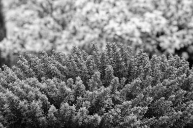 silver bushes in nature with pink background, note shallow depth of field