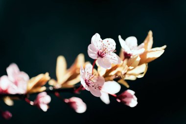 Koyu arkaplanda pembe çiçekli dallar, sığ alan derinliğine dikkat edin.