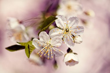 Mor arka planda beyaz çiçekler, tarlanın sığ derinliğine dikkat edin.