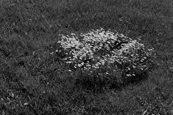 Chamomile Meadow Note Shallow Depth Field — ストック写真