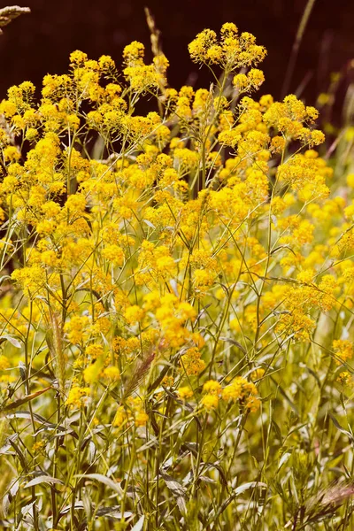 Sárga Rét Virágok Területen Vegye Figyelembe Sekély Mélysége Mező — Stock Fotó