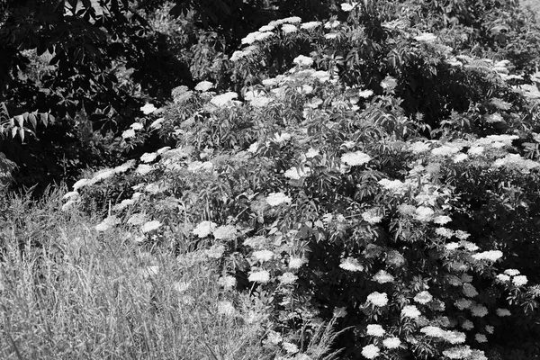 Arbusto Sabugueiro Flor Observe Profundidade Rasa Campo — Fotografia de Stock