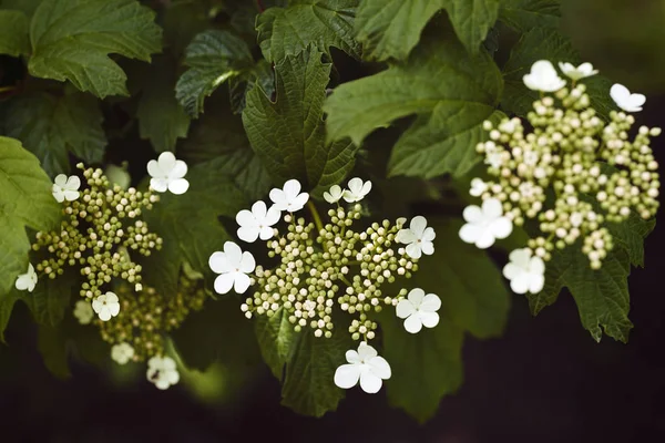 Flores Blancas Tupidas Naturaleza Nota Poca Profundidad Campo — Foto de Stock
