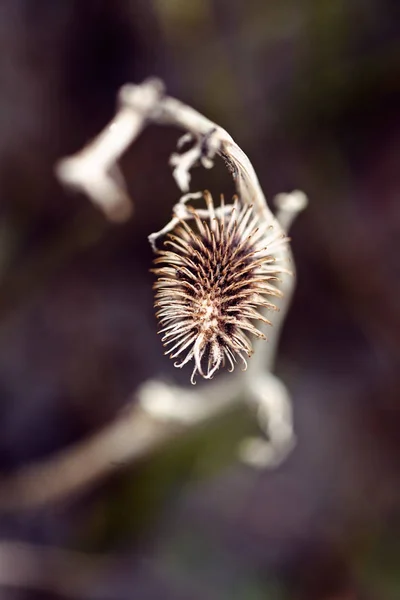 Abstracte Plant Het Veld Donkere Achtergrond Noot Ondiepe Scherptediepte — Stockfoto