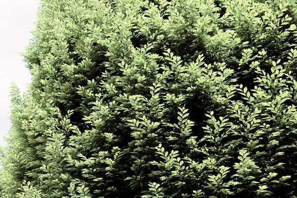 Árbol Copa Con Follaje Verde Nota Poca Profundidad Campo —  Fotos de Stock