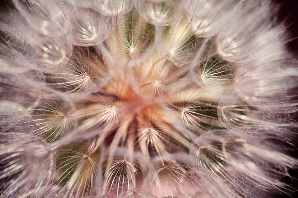 Head White Dandelion Nature Note Shallow Depth Field — Stock Photo, Image