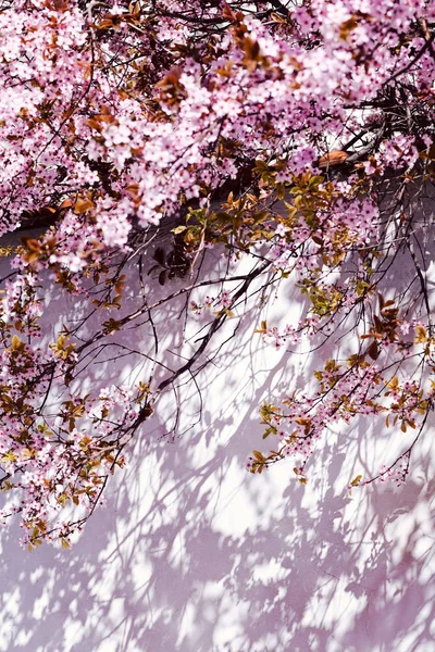 Árbol Con Pequeñas Flores Color Rosa Fondo Blanco Con Sombra — Foto de Stock