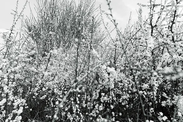 Дерево Білими Квітами Навесні Зверніть Увагу Дрібну Деталь Поля — стокове фото
