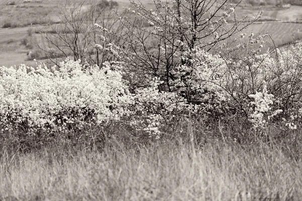 Wilde Blumensträucher Mit Weißen Blüten Feld Beachten Sie Die Geringe — Stockfoto