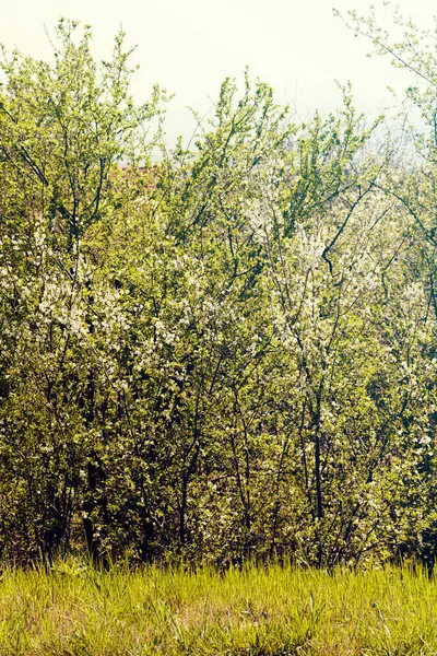 Красивые Цветущие Кусты Весной Обратите Внимание Неглубокую Глубину Поля — стоковое фото