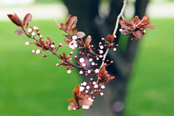 Buds of cherry on the branchon the green background, note shallow depth of field — Stock Image Buds Cherry Branchon Green Background Note Shallow Depth Field Stock Picture