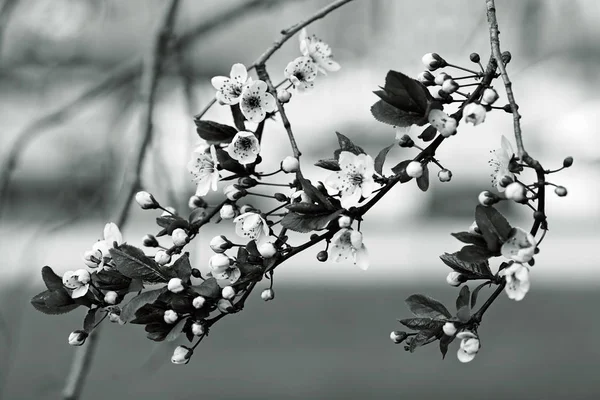 Buds of cherry in flowered, note shallow depth of field — Stock Image Buds Cherry Flowered Note Shallow Depth Field Stock Image