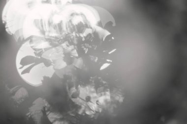 Bulanık arkaplanda bulanık arkaplan için soyut mor çiçek