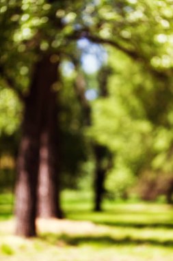 Bulanık arka plan için baharda bulanık yeşil orman