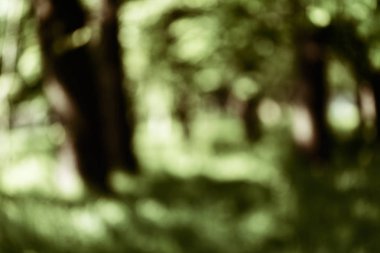 Bulanık arka plan için baharda bulanık yeşil orman