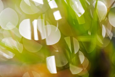 Çimenlerin üzerindeki yağmur damlalarının soyut yansıması, bulanık arkaplan için