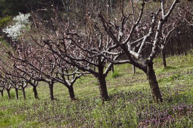 Orchard çiçeği bahar, Not alanının sığ bölümü