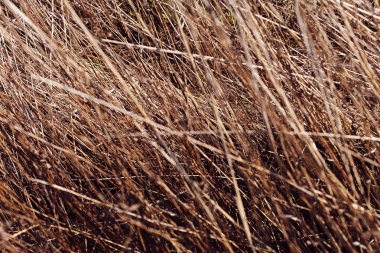 bitkiler bataklık, sığ derinlik-in tarla Not