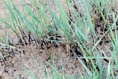 bitkiler bataklık, sığ derinlik-in tarla Not