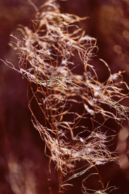 Bataklığın bitkileri, bulanık arka planı için