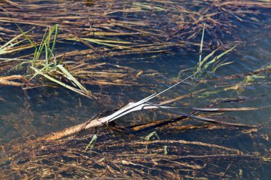 Bataklık bölümünü ayırmak