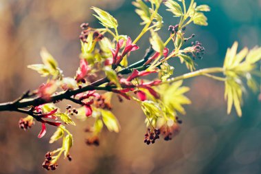 Not alan sığ derinliği, bulanık arka plan şube tomurcukları ve yeşil ve kırmızı yaprakları