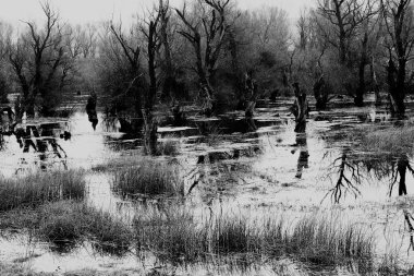 karanlık bataklık içinde geç düşmek, not alan sığ derinliği