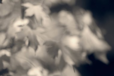 arka plan bulanık için güneşli bir soyut sonbahar yaprakları