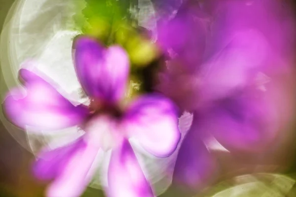 Bulanık Arkaplanda Bulanık Arkaplan Için Soyut Mor Çiçek — Stok fotoğraf