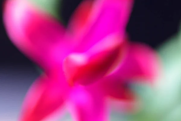 Abstraction Pink Flower Dim Background Blurred Background — Stock Photo, Image