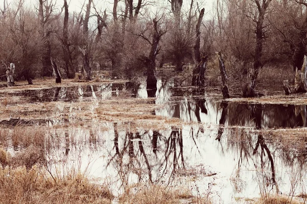 Dark Swamp Laat Vallen Opmerking Ondiepe Scherptediepte — Stockfoto