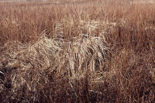 Getrocknetes Gras Herbst Geringe Schärfentiefe Beachten — Stockfoto