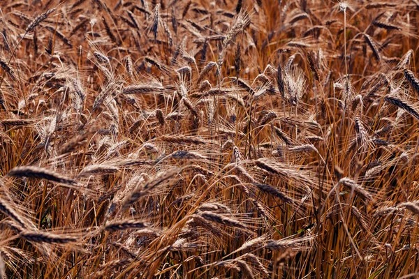 Золотое Пшеничное Поле Обратите Внимание Поверхностную Глубину Поля — стоковое фото