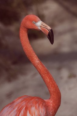 Doğadaki egzotik kuş flamingosu, derin alan derinliğine dikkat edin.
