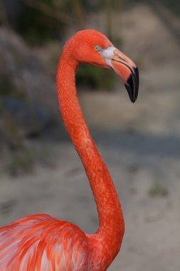 Doğadaki egzotik kuş flamingosu, derin alan derinliğine dikkat edin.