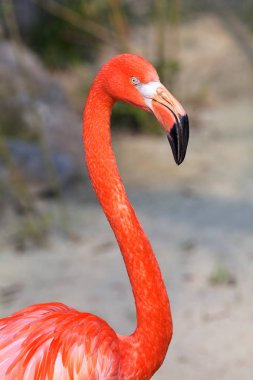 Doğadaki egzotik kuş flamingosu, derin alan derinliğine dikkat edin.