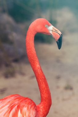Doğadaki egzotik kuş flamingosu, derin alan derinliğine dikkat edin.