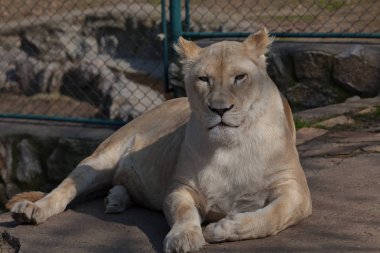 Hayvanat bahçesinde dinlenen beyaz dişi aslan, yüzeysel alan derinliğine dikkat edin.
