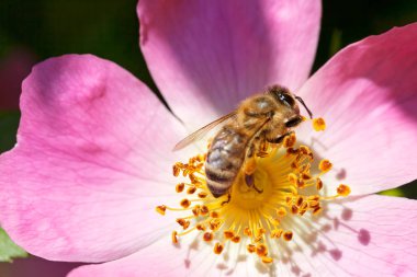 Arı, pembe bir çiçekten polen topluyor.