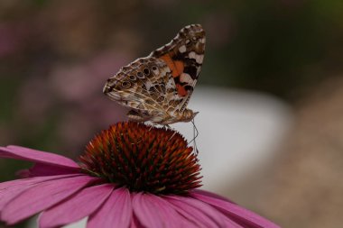 Doğadaki açık pembe çiçeğin üzerindeki renkli kelebek, sığ tarlanın derinliğine dikkat et.