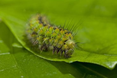Yaprağın üzerindeki yeşil tırtıl, sığ alan derinliğine dikkat et.