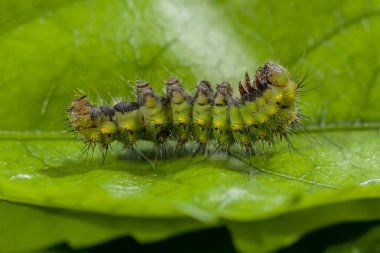 Yaprağın üzerindeki yeşil tırtıl, sığ alan derinliğine dikkat et.