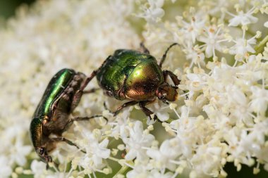 two shiny green beetles on white flowers, note shallow depth of field