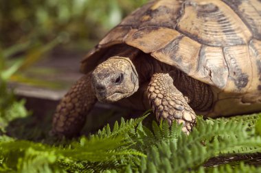 Çimlerin arasındaki taşın üzerindeki kaplumbağa, derin alan derinliğine dikkat et.